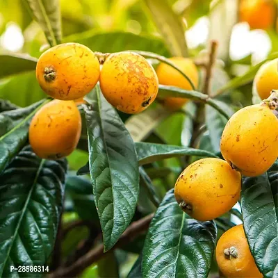 Rare Loquat Fruit Tropical Exotic Seedling Live Plant  Plant  LOQUAT4-thumb0