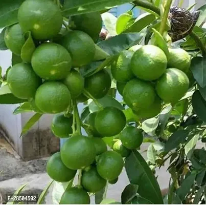 Lemon Plant  Lemon Plant-thumb0