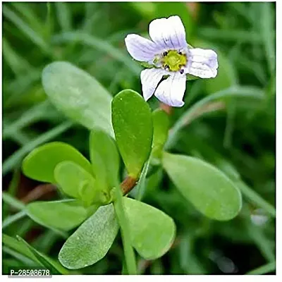 Bacopa Monnieri Brahmi XPBReba48-thumb0