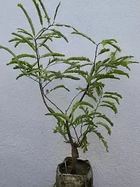 Natural Live Plant for Home Garden-thumb1