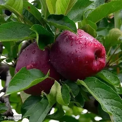 Elephant Apple Plant  Apple Plant kingdom16-thumb2