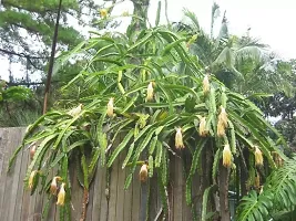 Dragon Tree Yellow Dragon Plant   Hybrid Pack 1-thumb2