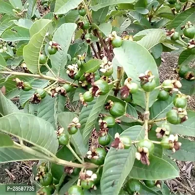 Guava Plant  GuavaPlant  XPadmavatii-thumb2