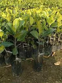 Jack Fruit Plant  Jackfruit Model name Singapuri wada Plant-thumb2