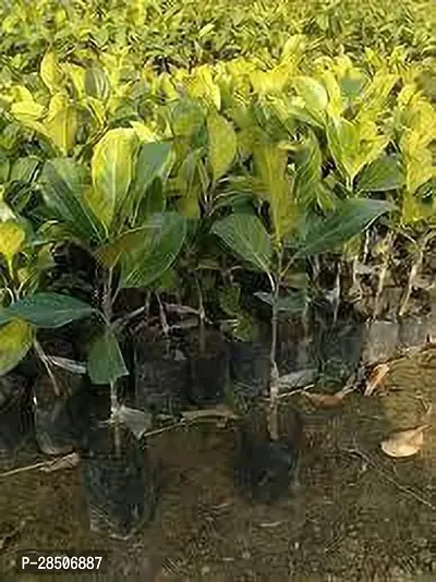 Jack Fruit Plant  Jackfruit Model name Singapuri wada Plant-thumb3