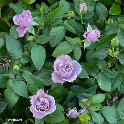 Rose Plant  Purpel Color Rose flower Plant-thumb2