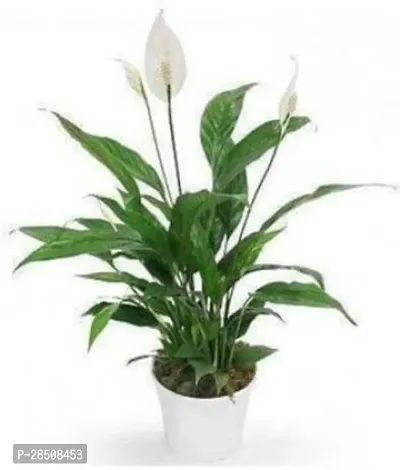 Peace Lily Plant  Lily xPlant genic07-thumb0