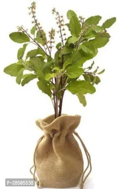 Tulsi Plant  Holy Basil Plant  T009-thumb0