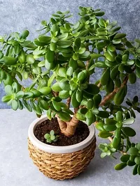 Natural Live Plant for Home Garden-thumb1