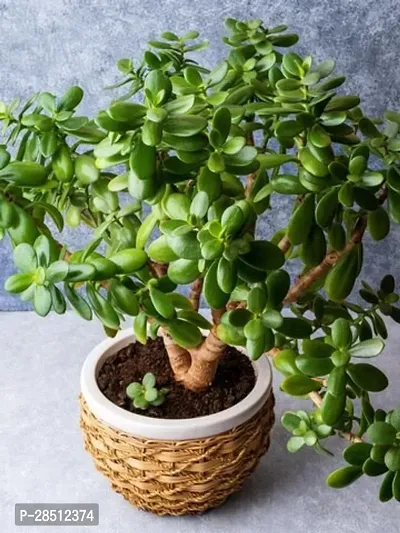 Natural Live Plant for Home Garden-thumb2