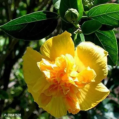 Hibiscus Gudhal Flower Plant  Hibiscus  Gudhal Flower  Yellow Double    Plant  China rose Hawaiian hibiscus rose mallow-thumb0