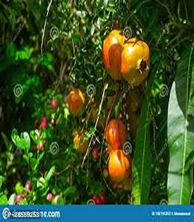 Earth Angels Pomegranate Plant 9798 Premium PlantAnnar Sap_148-thumb0