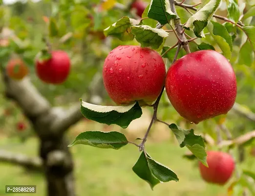 Elephant Apple Plant  Apple Plant kingdom129