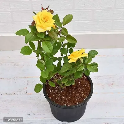 Earth Angels Rose Plant Yellow Rose Flower Plant(Hybrid)-thumb0