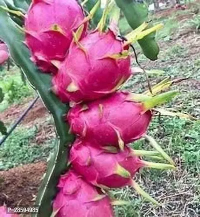 Dragon Tree Dragon Fruit Plant  6-thumb0