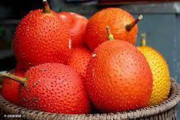 Jack Fruit Plant  bangladesh royel jackfruit Plant-thumb2