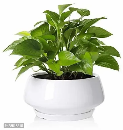 Natural Live Plant for Home Garden-thumb0