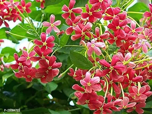 MadhumaltiRangoon Creeper Madhabilata Plant  00cc-thumb0