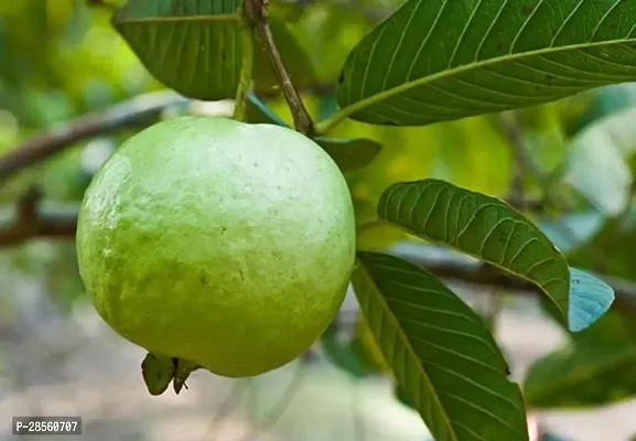 Earth Angels Guava Plant Guava plant92-thumb0