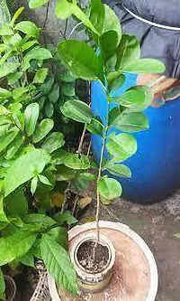 Natural Live Plant for Home Garden-thumb2