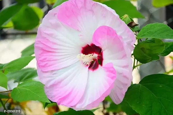 Earth Angels Hibiscus Plant Multicolour Hibiscus Flower Plants-thumb0