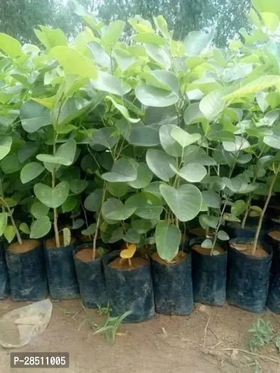 Natural Live Plant for Home Garden