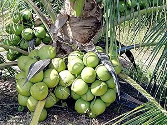 Coconut Plant  Coconut Model name  East Cost Tall Plant-thumb0