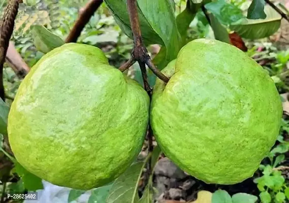 Earth Angels Guava Plant Guava Thailand Super Kiran Thai 7 Amrood Variety Fruit (Air layeredGrafted)PlantsTree(1-1.5 Ft Size)-thumb0