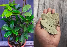 Earth Angels Bay Leaf Plant RS-Ba2-thumb1