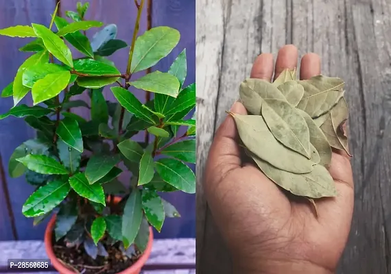 Earth Angels Bay Leaf Plant RS-Ba2-thumb2