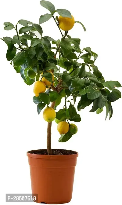 Lemon Plant  Toklebu Plant heaven166