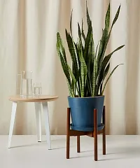 Sansevieria Plant  Snake xOxyc79-thumb2