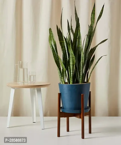 Sansevieria Plant  Snake xOxyc79-thumb3