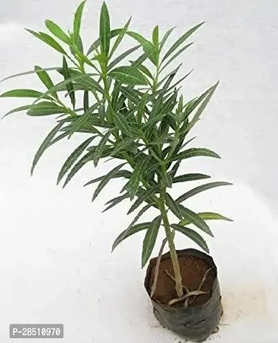 Natural Live Plant for Home Garden-thumb0