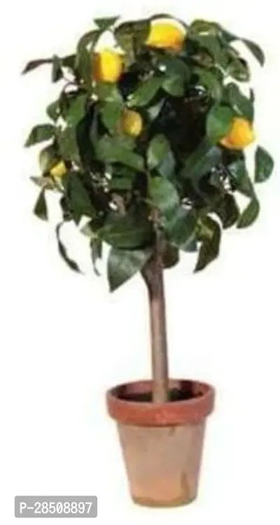 Lemon Plant  Lemon XPBReba221