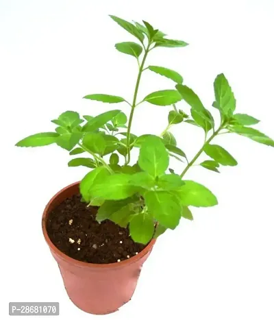 Earth Angels Tulsi Plant ZoomPlant-thumb0