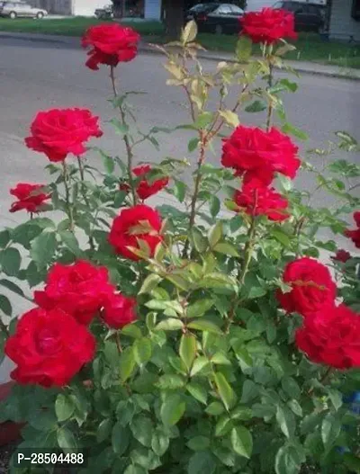 Rose Plant  Red all Time Climbing Rose Plant  0 31-thumb0