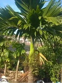 Betel NutSupari Plant  Supari Plant kingdom111-thumb1