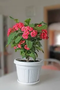 Natural Live Plant for Home Garden-thumb1