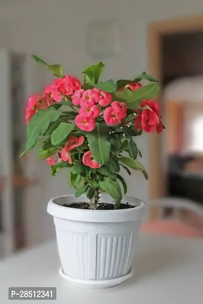 Natural Live Plant for Home Garden-thumb2