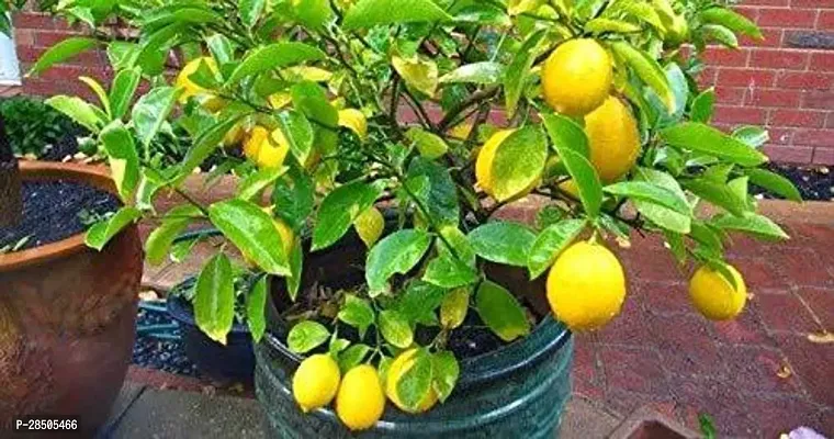 Sweet Lemon Plant  sweet lemon67-thumb0