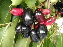 Earth Angels Jamun Plant LIVE Black Jamun Fruit Plant - KALO JAM Dwarf Plant - 12-18 INCHES Plant-thumb1