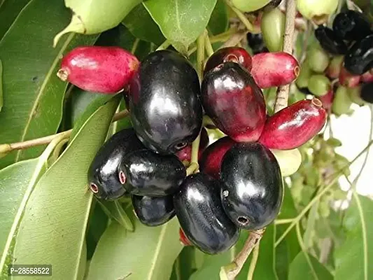 Earth Angels Jamun Plant LIVE Black Jamun Fruit Plant - KALO JAM Dwarf Plant - 12-18 INCHES Plant-thumb2