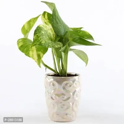 Natural Live Plant for Home Garden-thumb0