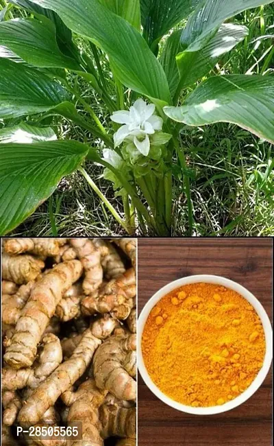 Turmeric Plant  Haldi Plant  H000012-thumb0