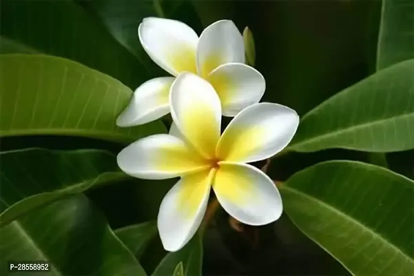 Earth Angels Plumeria Plant Plumeria Flower white yellow Live Plant CF39-thumb0