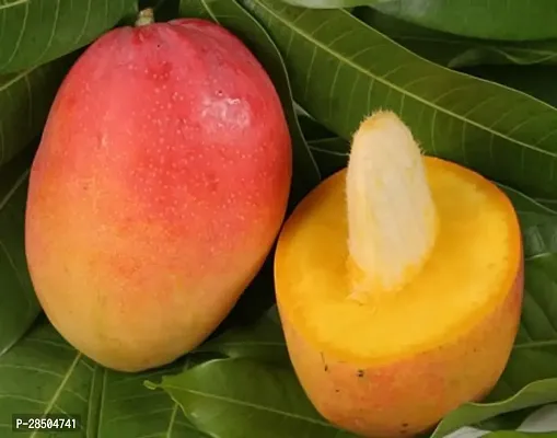 Mango Plant  Mango Plant-thumb0