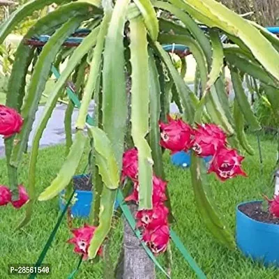 Earth Angels Dragon Tree Red dragon-thumb0