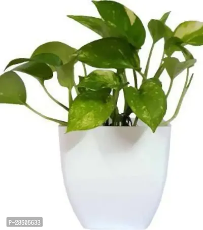 Money Plant  Money Plant  M00199-thumb0