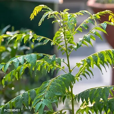 Curry Leaf Plant  CurryPata XZom05-thumb0